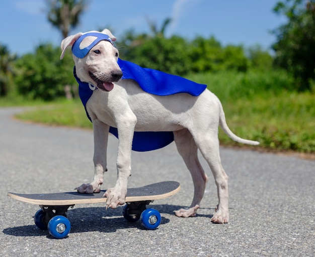 Free Photo dog skateboard street mammal costume canine