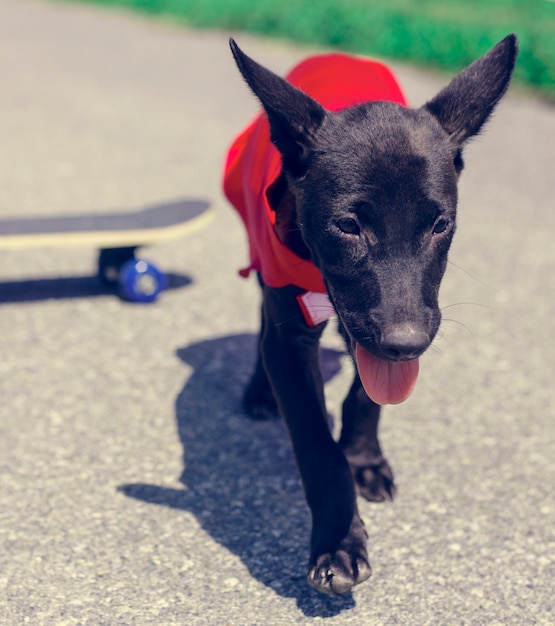 Free Photo dog skateboard street mammal costume canine