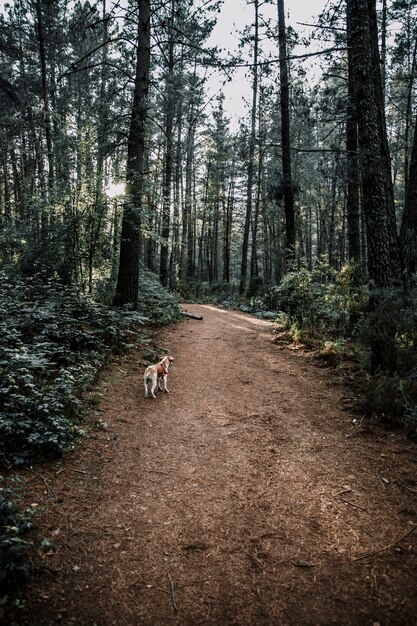 Dog standing on dirt road in dense forest