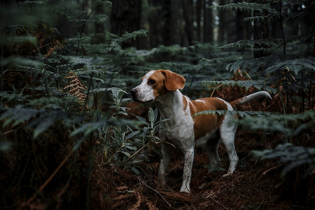 Free photo dog standing in forest