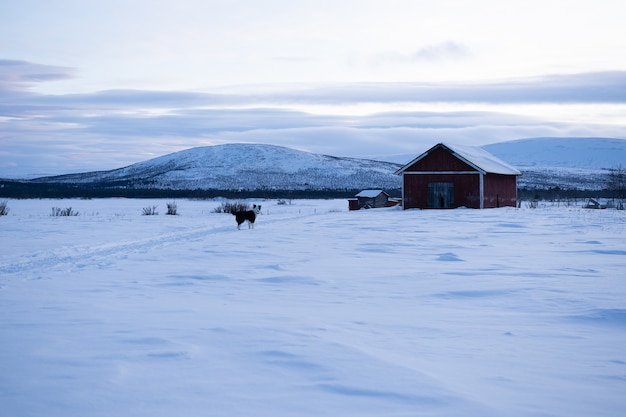 Dog standing n a snowy field with a wooden house in the distance in Sweeden