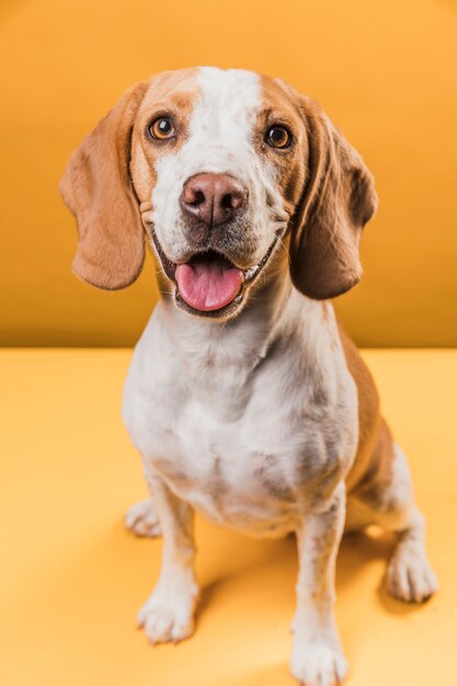 Dog sticking out his tongue and looking at photographer