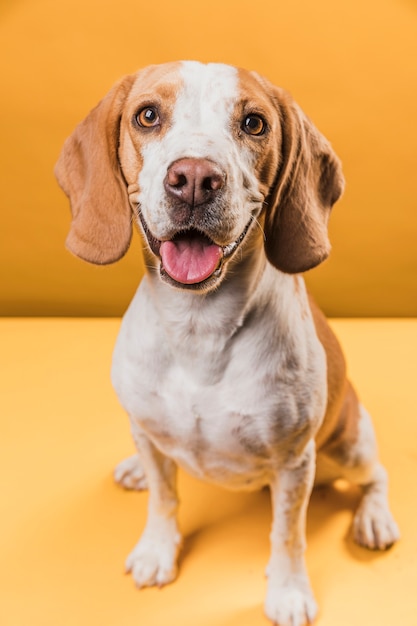 Dog sticking out his tongue and looking at photographer