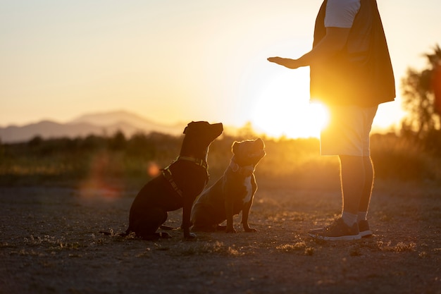 Dog trainer bounding with dogs