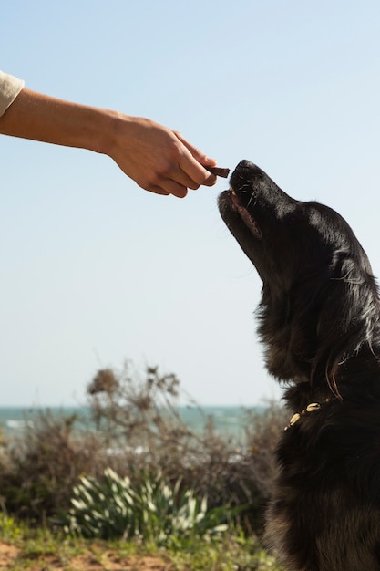 Free Photo dog trainer interacting with their pet