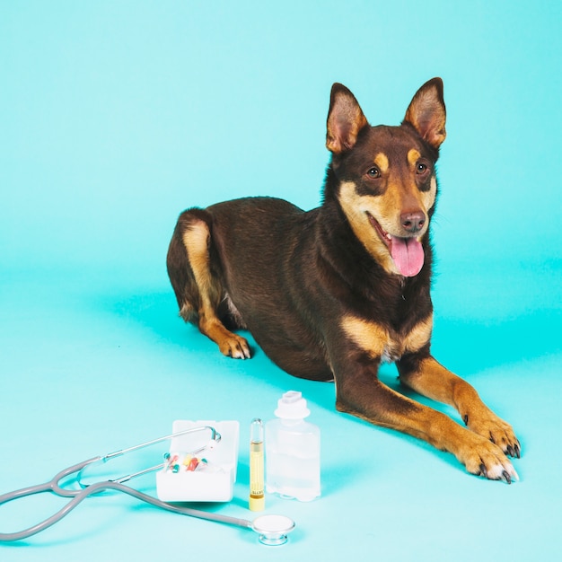 Dog and veterinary equipment