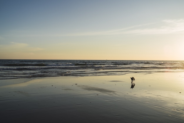 Free Photo dog walking on the beach with the beautiful sea waves