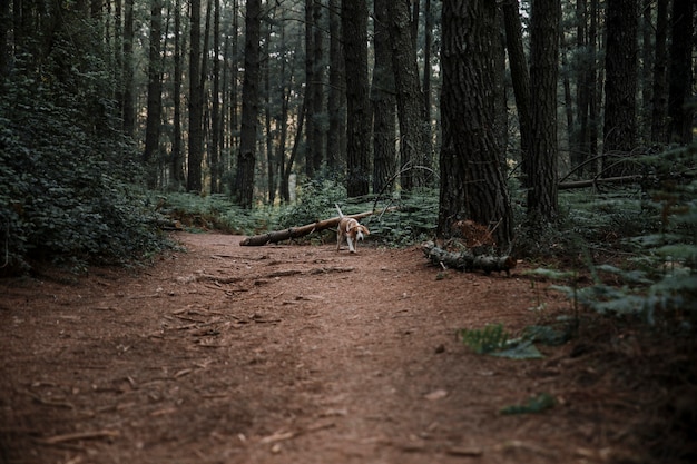 Dog walking on dirt road in forest