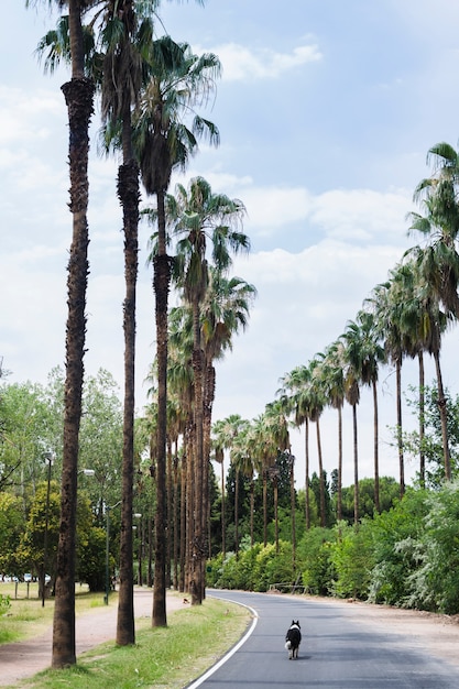 Free Photo dog walking on tropical landscape