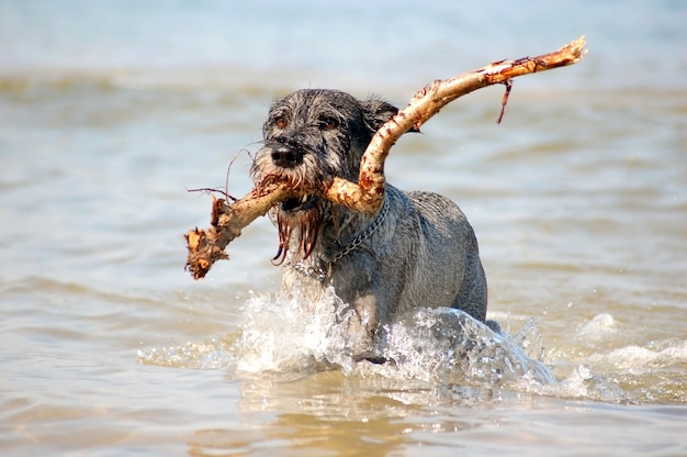 Free Photo dog in water