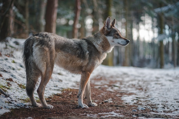 dog in winter forest