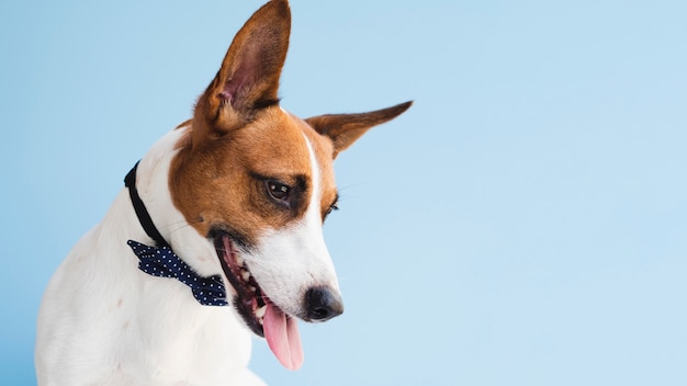 Dog with black bow looking down