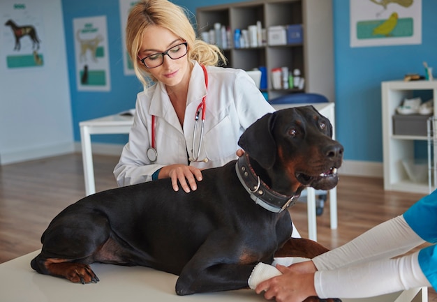 Free photo dog with broken leg at a vet