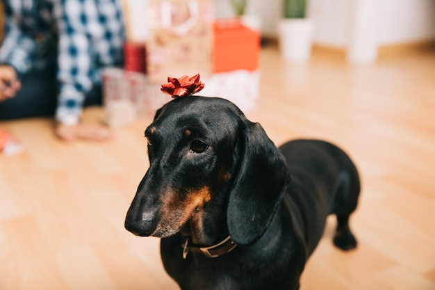 Free photo dog with christmas ornament