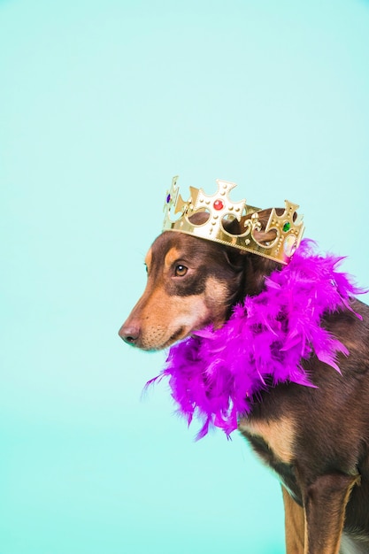 Free photo dog with crown and feathers