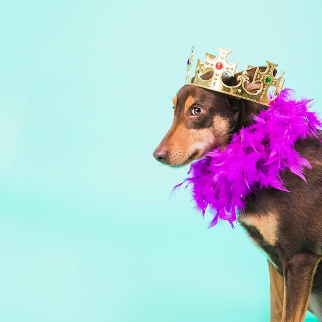 Free photo dog with crown