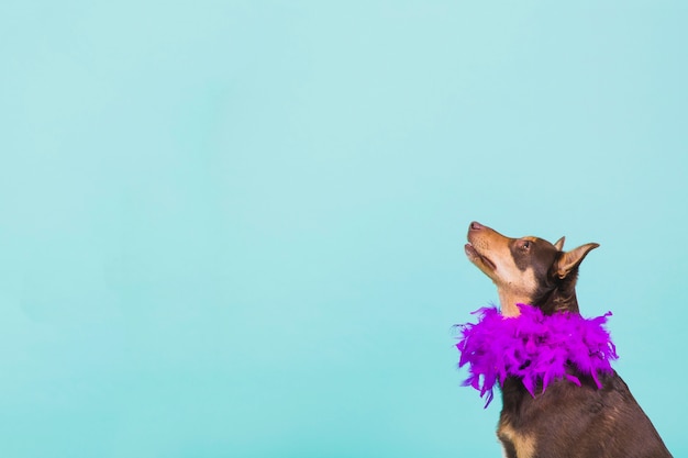 Free photo dog with feathers around neck