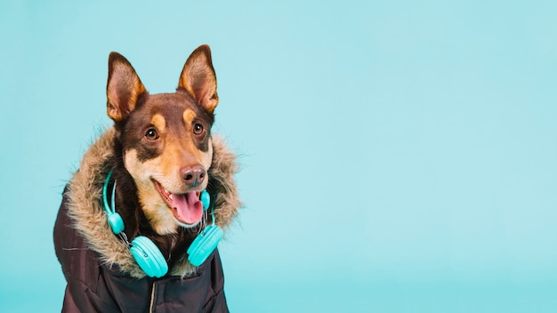 Free photo dog with headphones