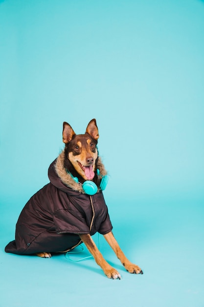 Free photo dog with jacket and headphones