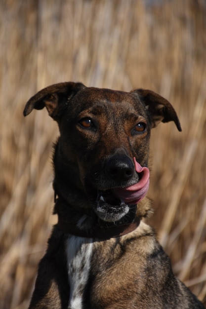 Dog with a pink tongue licking his nose and mouth.