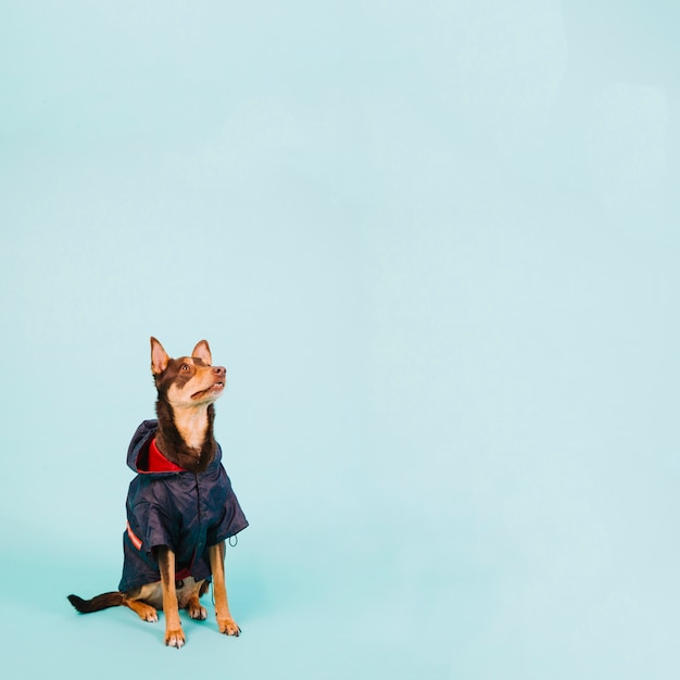 Free photo dog with rain jacket y copyspace