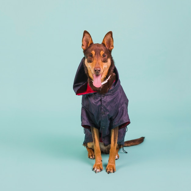 Free photo dog with rain jacket