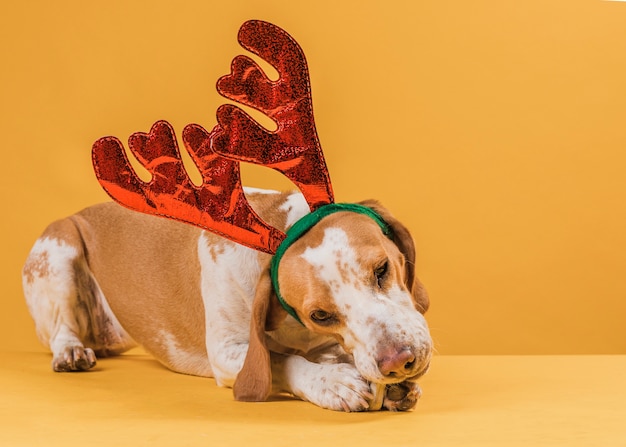 Free Photo dog with reindeer horns eating a bone