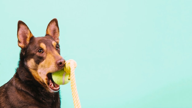 Dog with tennis ball in mouth