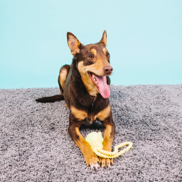 Dog with tennis ball