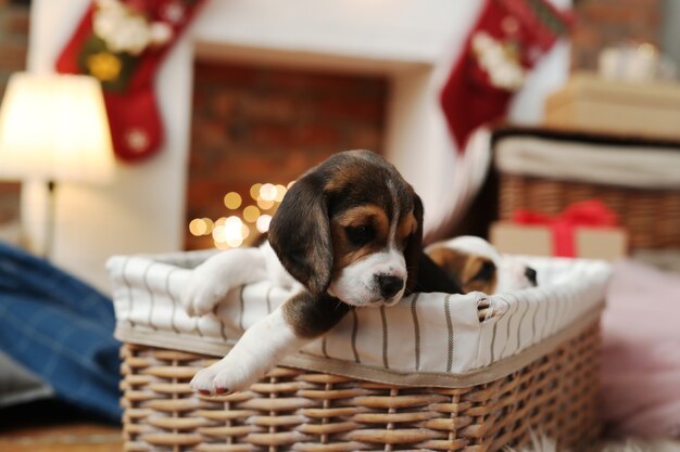 Dogs in a basket