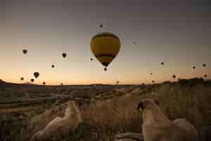 Free photo dogs enjoying the beautiful view of hot balloons in the sky during sunset in cappadocia, turkey