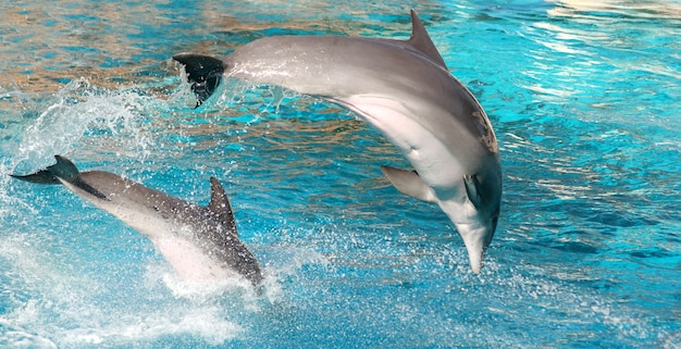 Free photo dolphin jumping