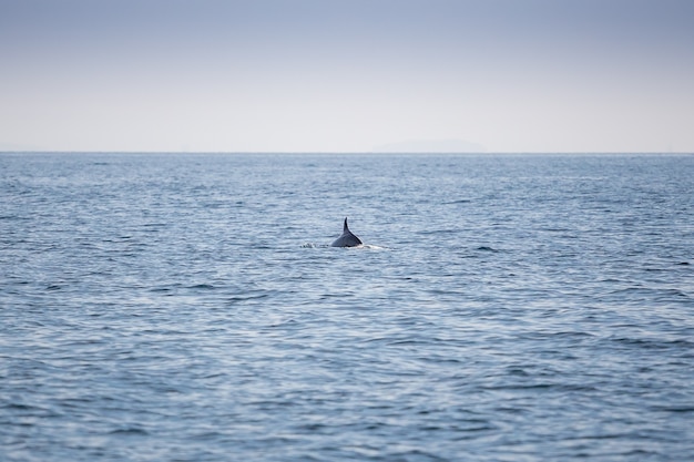 Free Photo dolphins fin on the ocean