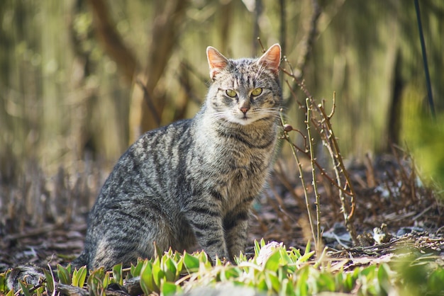 Free Photo domestic cat exploring