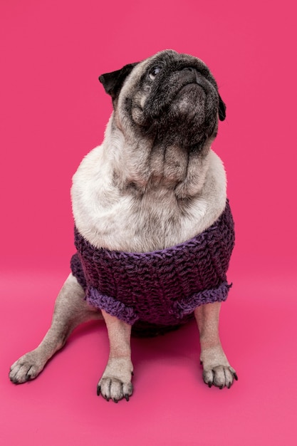 Free photo domestic dog with clothing