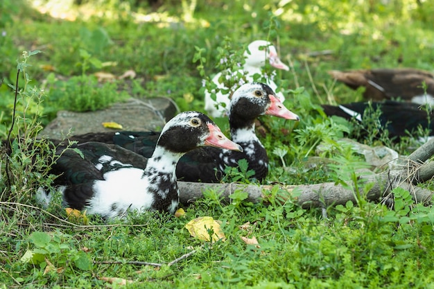 Free Photo domestic group of ducks in nature