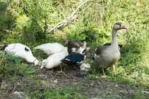 Free photo domestic group of ducks searching food