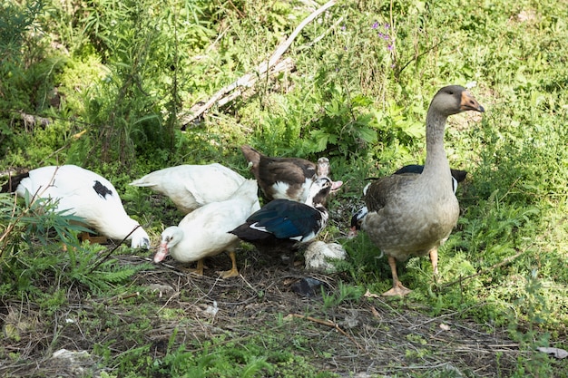 Free Photo domestic group of ducks searching food