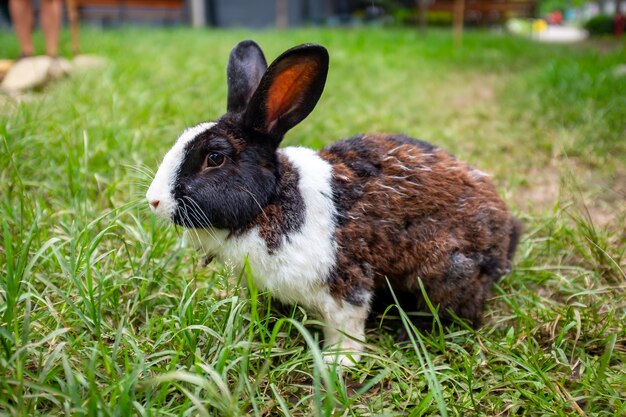 Domestic Pet Rabbit in Green Grass