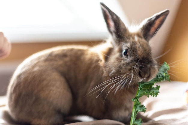 Free photo a domestic rabbit eats cabbage pet concept