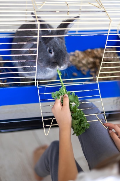 Free photo a domestic rabbit eats cabbage pet concept