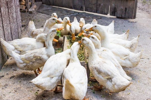 Domestic white ducks (American Pekin) eating on the farmland