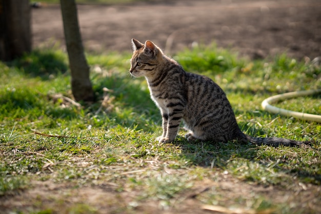 Free photo domesticated gray cat sitting on a grassy lawn on a beautiful day