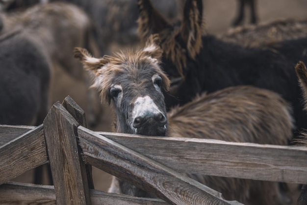 Free photo donkey lookng throught the fence of the cattle-pen