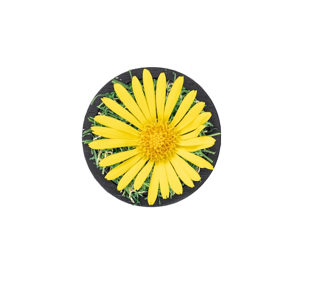 Free Photo dot made of natural yellow flower isolated