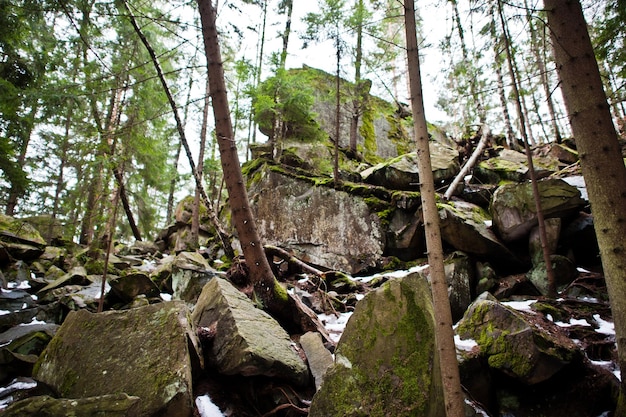 Free Photo dovbush rocks in green forest at carpathian mountains