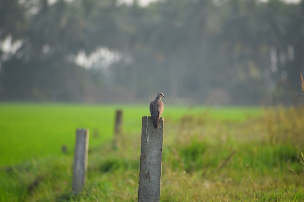 Dove perched on a wooden column in a field