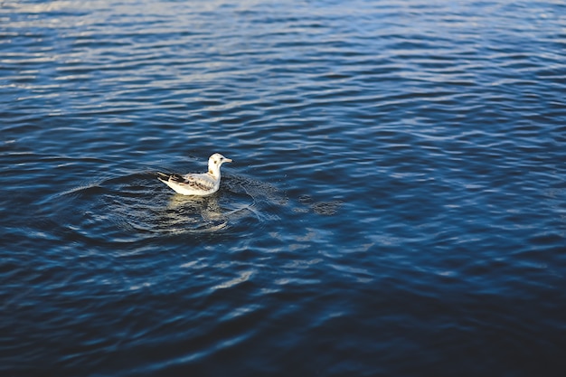 Dove swimming in the water