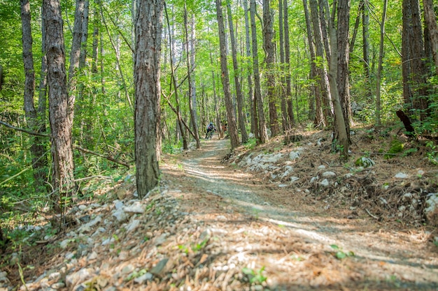 Free photo downhill trail with thin tree trunks in a forest