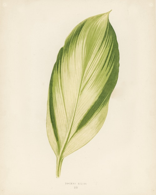 Dracaena recina engraved by Benjamin Fawcett 